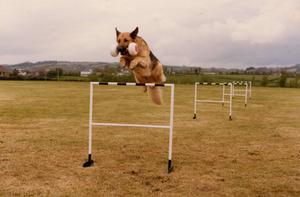 A dog jumping over hurdles

Description automatically generated